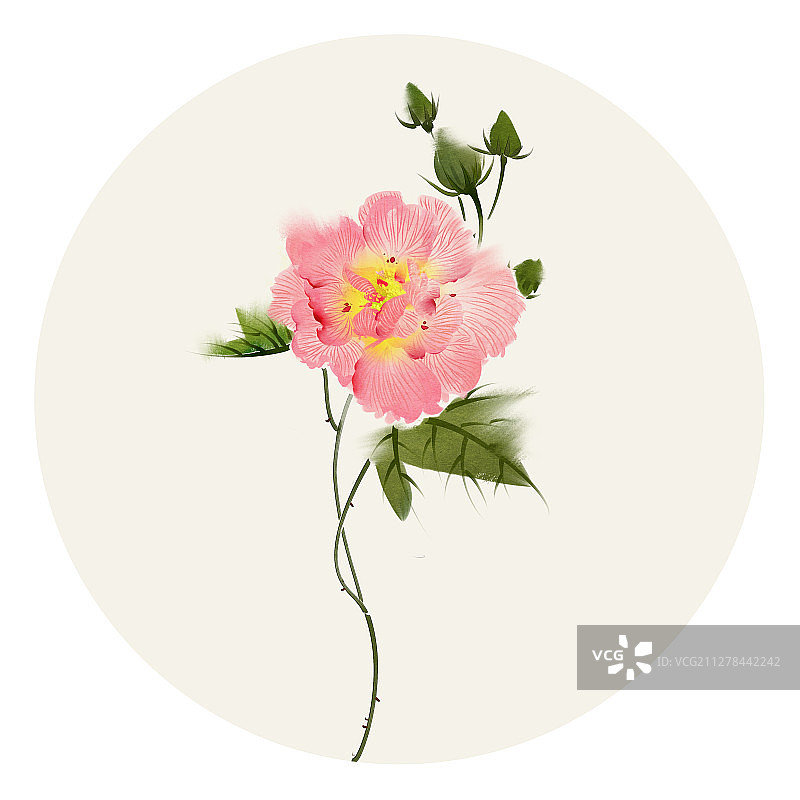 水彩花草插画 木芙蓉图片素材