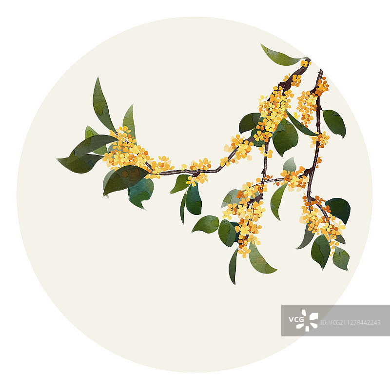 水彩花草插画 桂花图片素材
