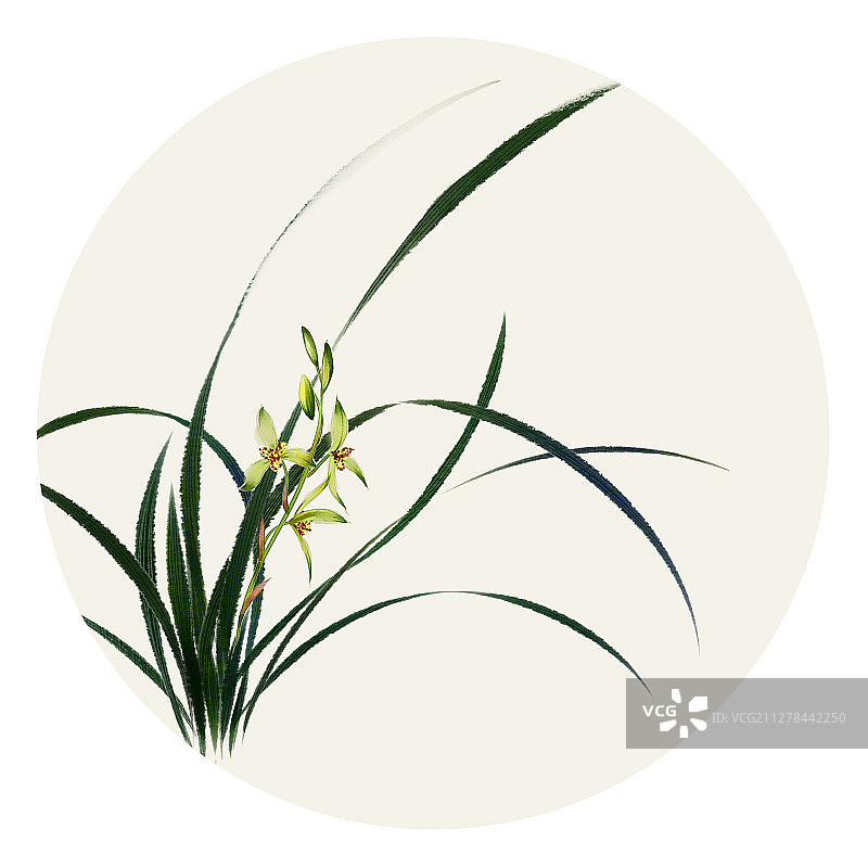 水彩花草插画 兰花图片素材