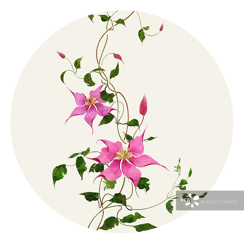 水彩花草插画 铁线莲图片素材