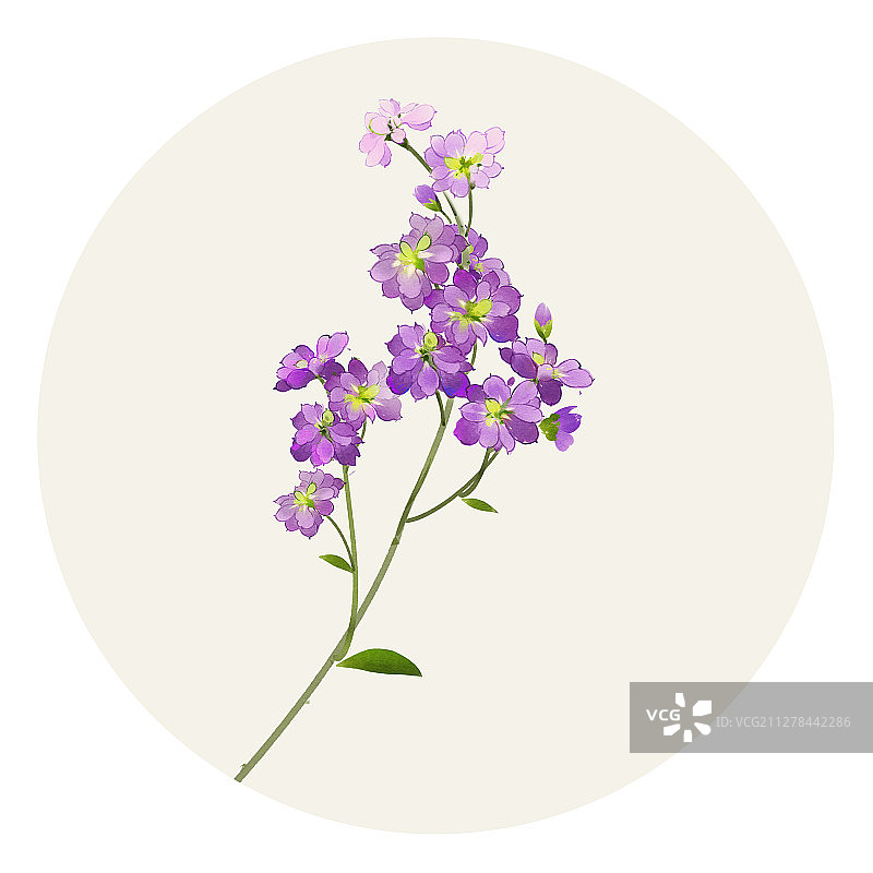 水彩花草插画 紫罗兰图片素材