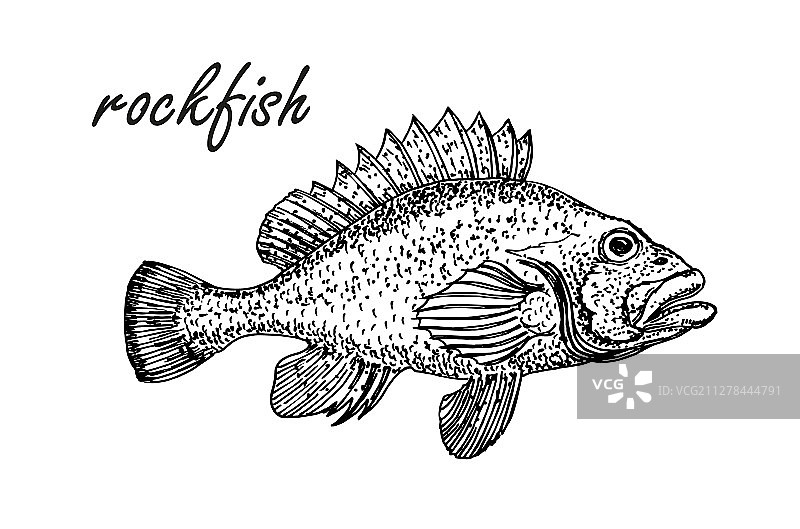 水墨风手绘红岩鱼图片素材