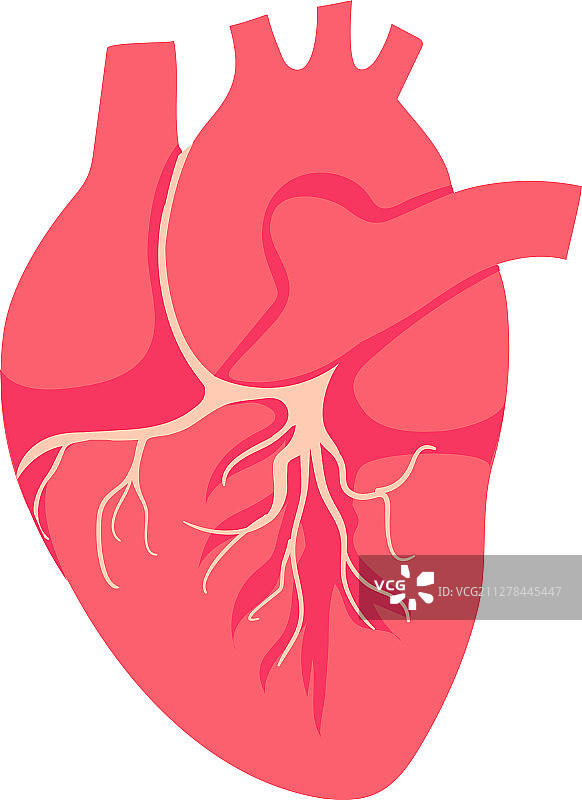 心脏是人体内脏器官的象征图片素材