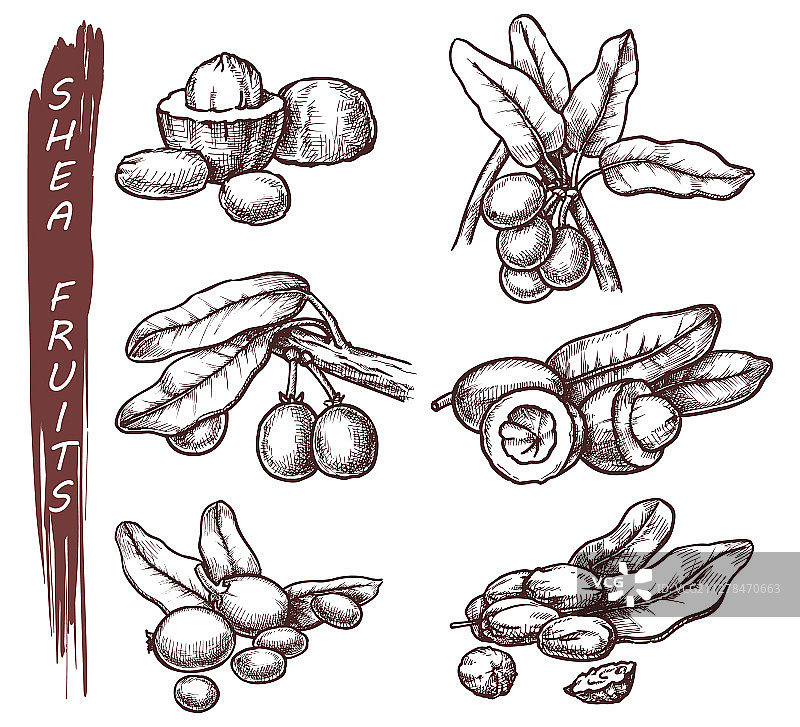 乳木果油树种子素描图片素材