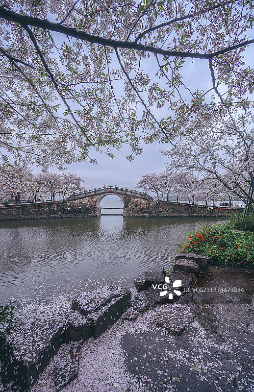 鼋头渚长春桥落樱图片素材