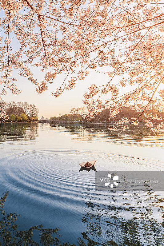 杭州西湖苏堤春晓的樱花与湖面图片素材