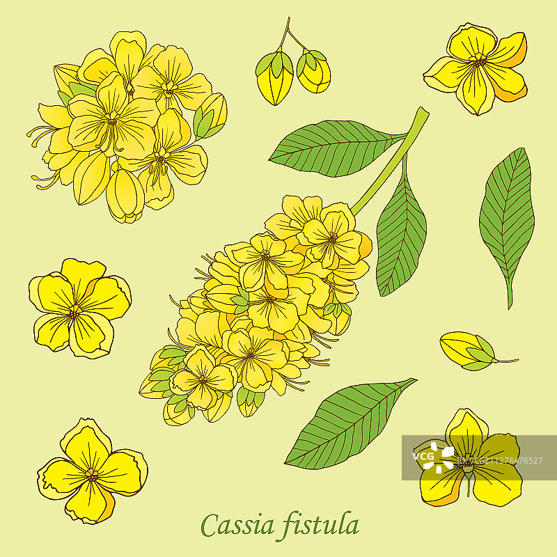 决明树图片素材