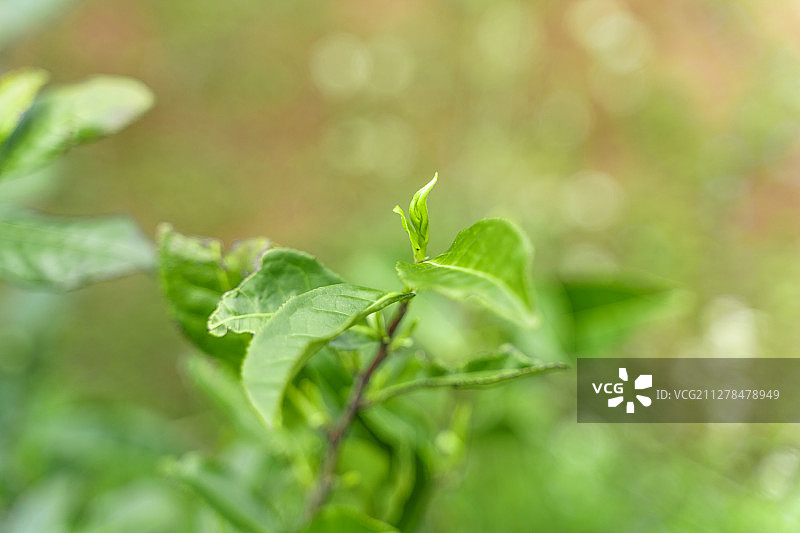 高山云雾茶顶芽特写图片素材
