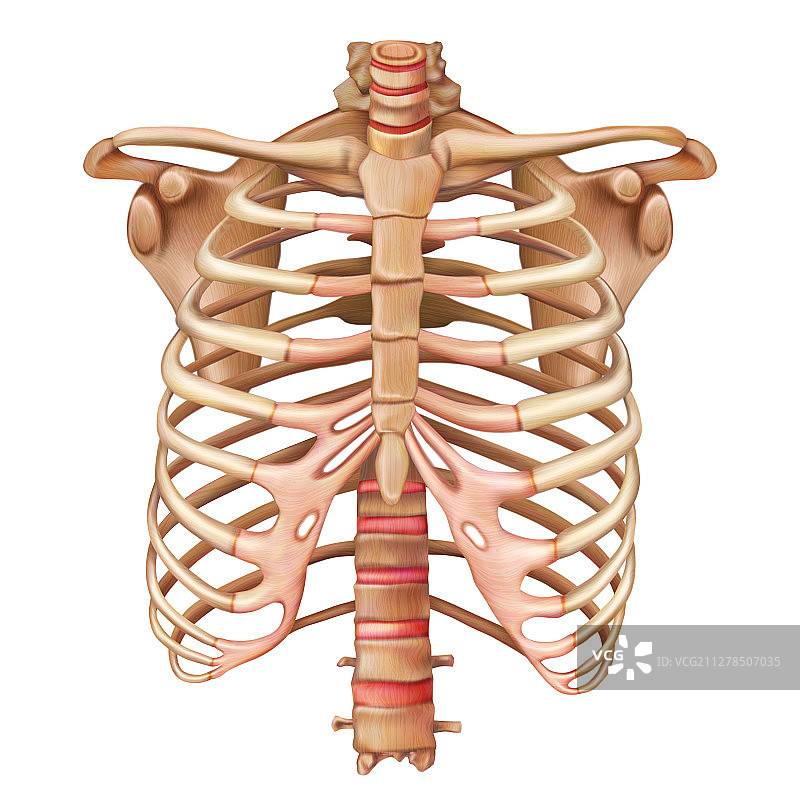 人体骨骼系统肋骨解剖结构图片素材