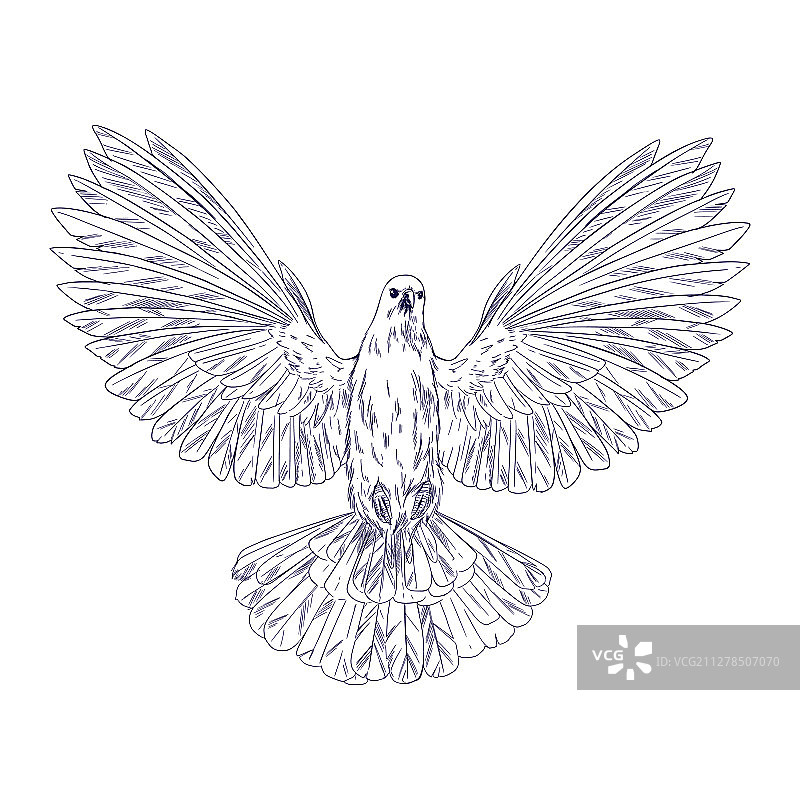 手绘飞行中的鸽子墨水草图图片素材