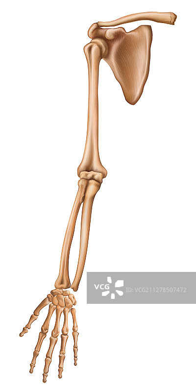 上肢骨骼图片素材