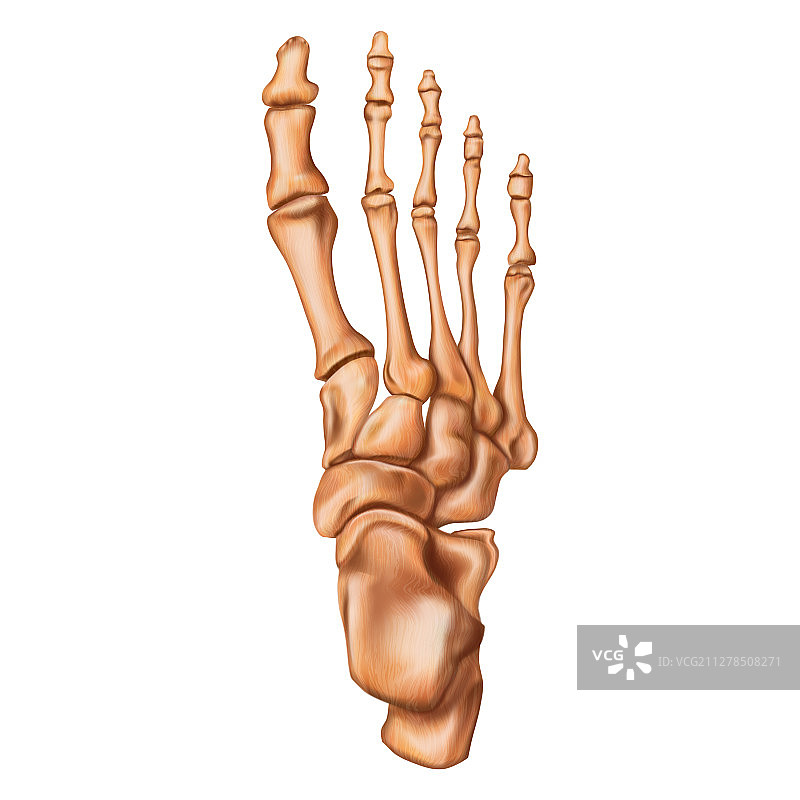 人脚骨骼俯视图图片素材