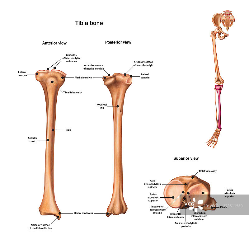 带名称和描述的胫骨图片素材