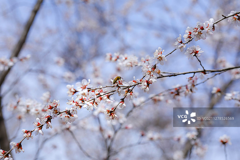 春天不爽约图片素材