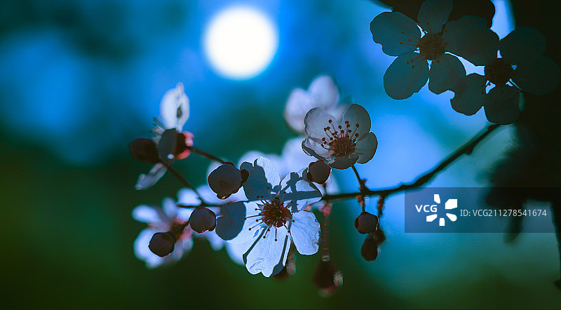 春花秋月图片素材