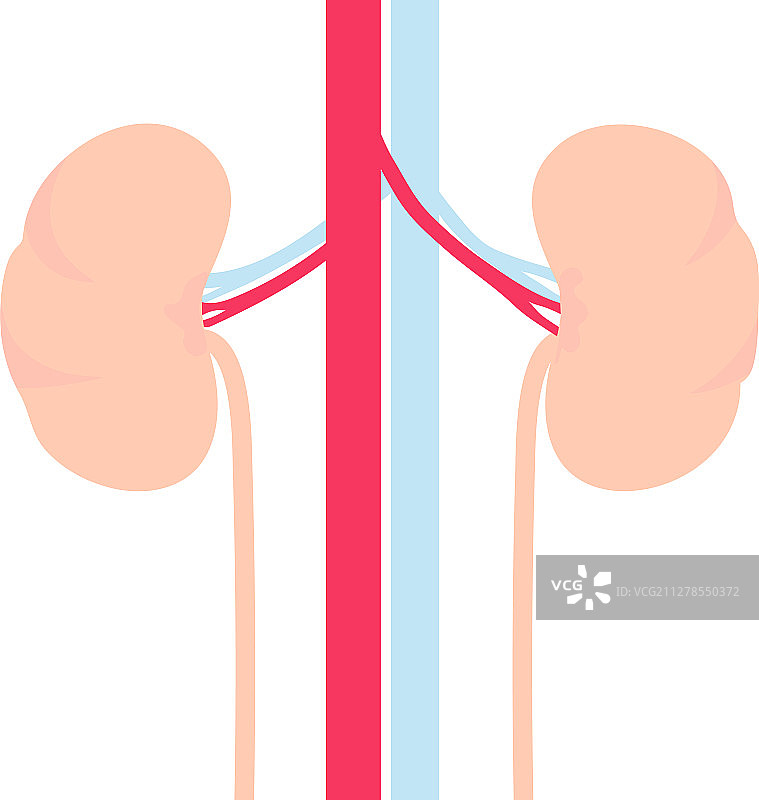 人体内脏器官肾脏标志图片素材