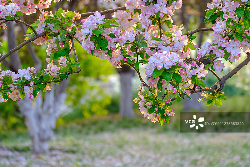 逆光下的海棠花图片素材