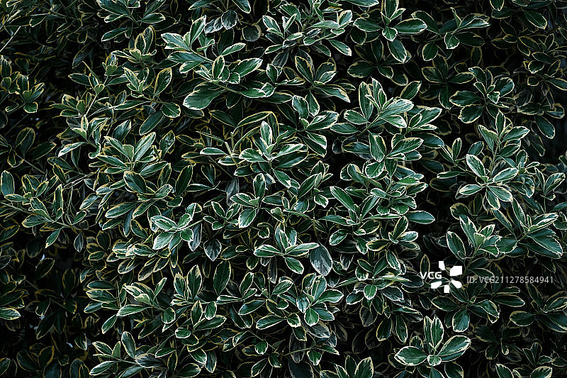 金边黄杨树叶背景图片素材