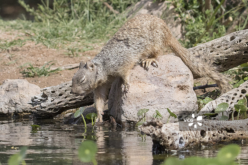 正在喝水的岩松鼠图片素材