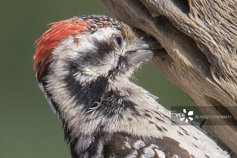 鳞背啄木鸟雄鸟特写图片素材