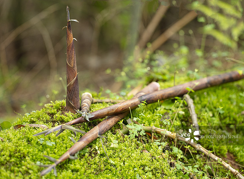春天山野里生长出的竹笋图片素材