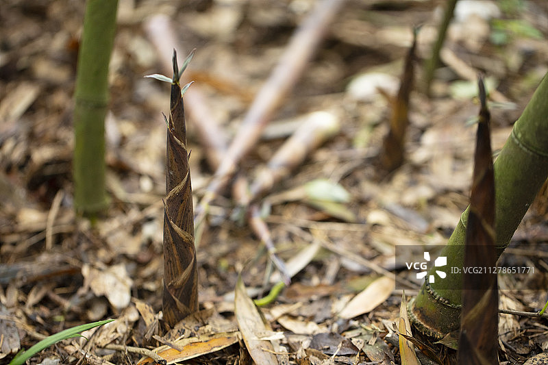 春天山野里生长出的竹笋图片素材