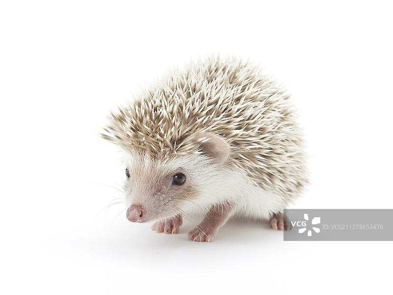 刺猬正面照图片素材