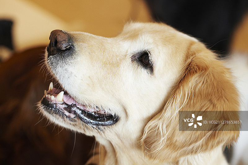 金毛寻回犬摄影图片素材