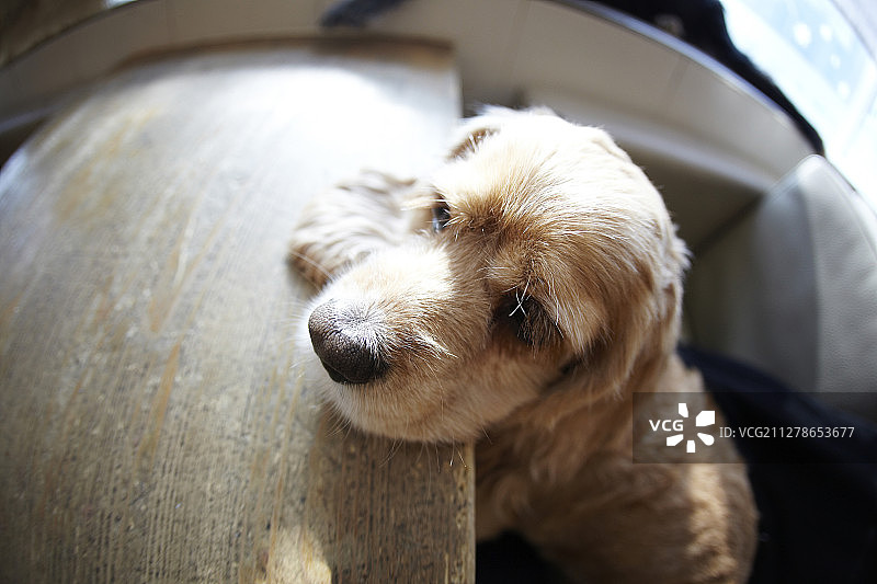 躺卧的金毛寻回犬摄影图片素材