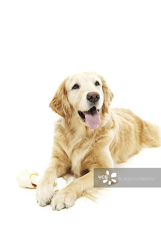 趴着的金毛犬照片图片素材