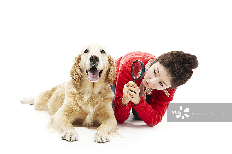 女子用放大镜观察金毛寻回犬摄影图片素材