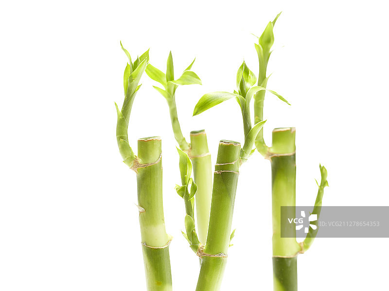 竹子植物摄影图片素材