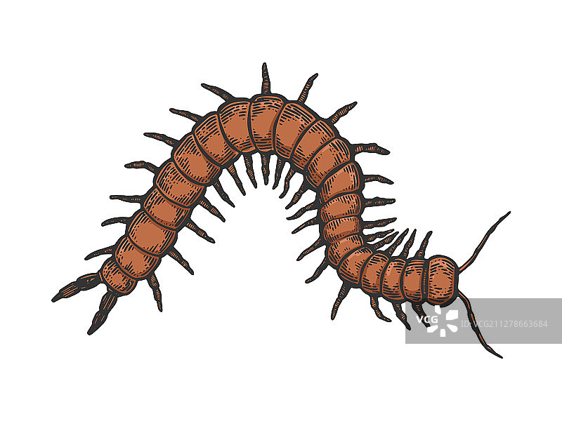 蜈蚣昆虫素描雕刻图片素材