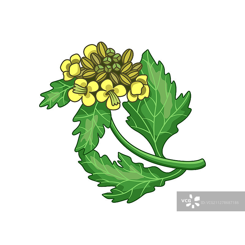 真实的彩色芥末香料植物图片素材