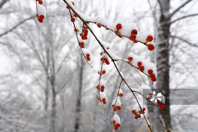 雪后树林和金银木果子图片素材