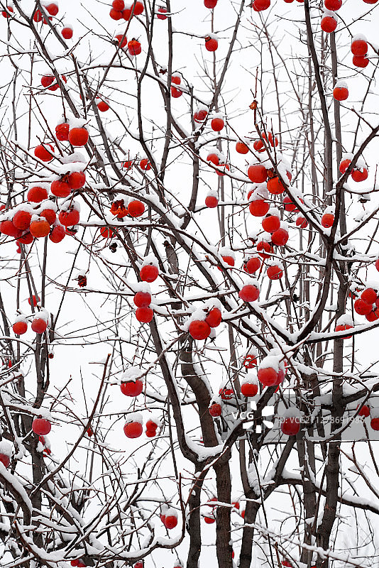 雪中的柿子树图片素材