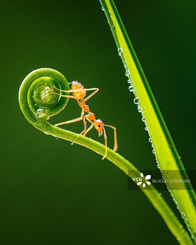 好雨知时节图片素材