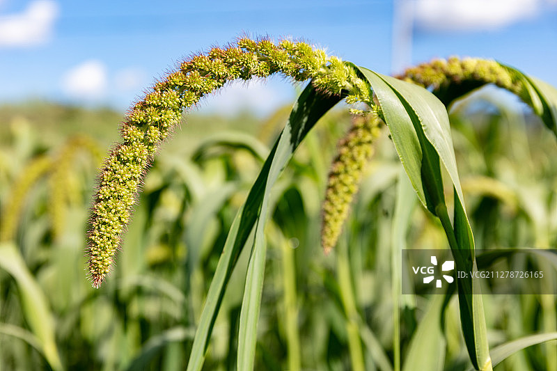 小米谷子地图片素材