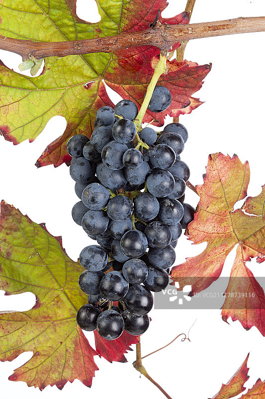 葡萄串图片素材