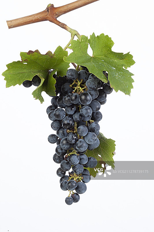 葡萄串图片素材