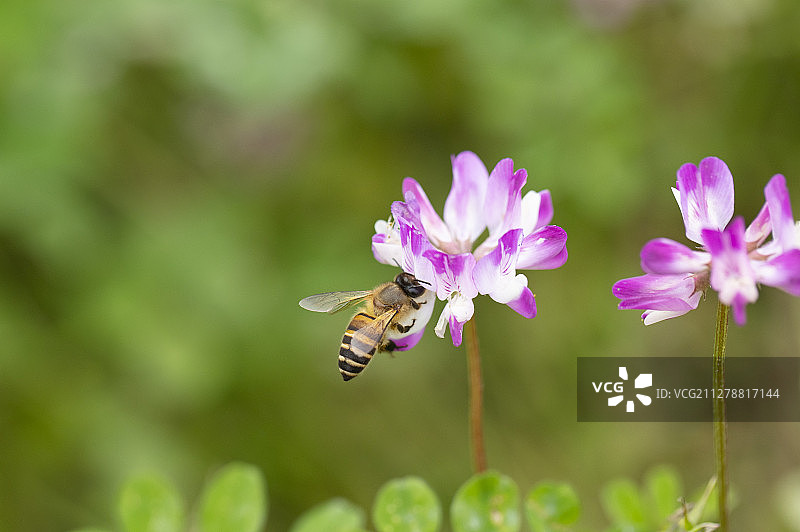 紫云英（Chinese milk vetch）在田野里盛开图片素材