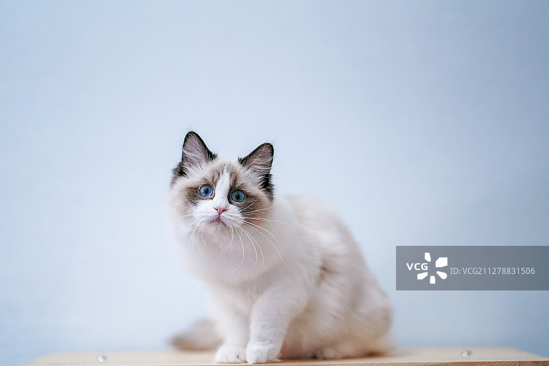 可爱的布偶猫图片素材