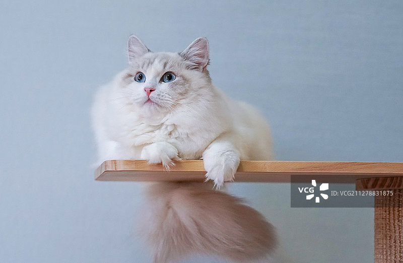 可爱的布偶猫图片素材