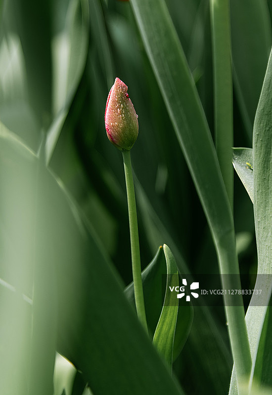 南京中山植物园春天的郁金香图片素材