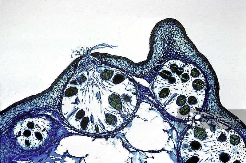 墨角藻雌性生殖托图片素材