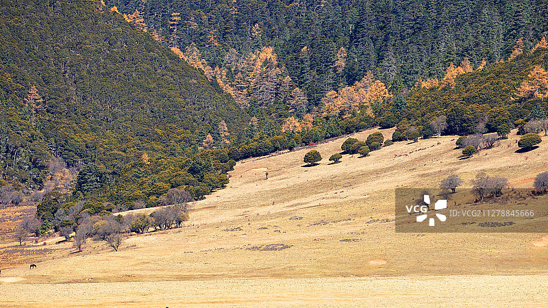 普达措国家森林公园图片素材