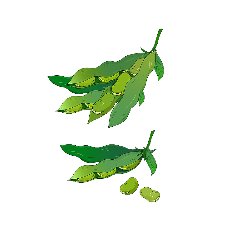 豌豆图片素材