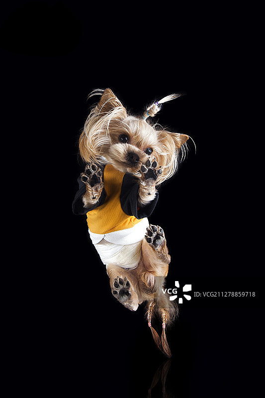 宠物脚印拍摄图片素材