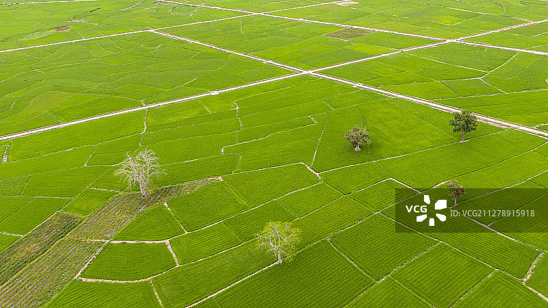 绿色田园图片素材