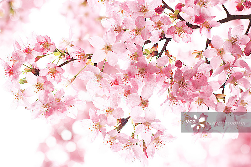 樱花图片素材